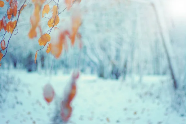 Yellow Leaves Snow Sun Late Fall Early Winter Blurred Nature — Stock Photo, Image