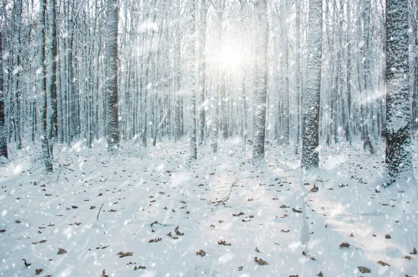 Bosque Invierno Sol Árbol Nieve —  Fotos de Stock