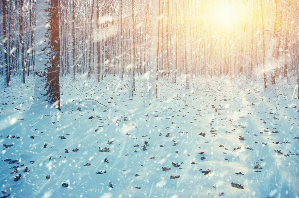 Χειμερινό Δάσος Στον Ήλιο Και Δέντρο Στο Χιόνι — Φωτογραφία Αρχείου