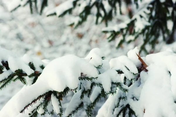 Fichtenzweige Winter Mit Schnee Bedeckt — Stockfoto