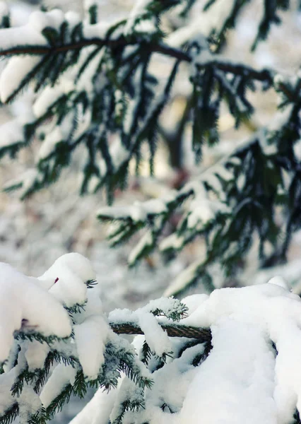 Ramos Abeto Cobertos Neve Inverno — Fotografia de Stock