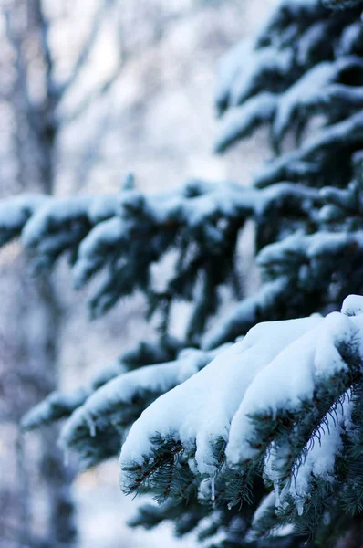 冬に雪に覆われたトウヒの枝 — ストック写真