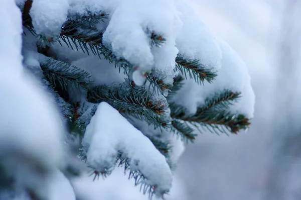 冬に雪に覆われたトウヒの枝 — ストック写真