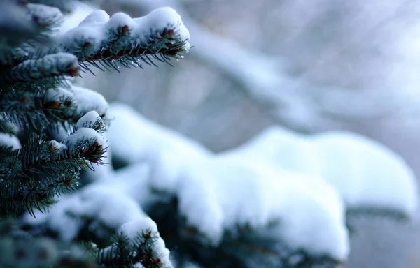 Ветви Ели Покрытые Снегом Зимой — стоковое фото