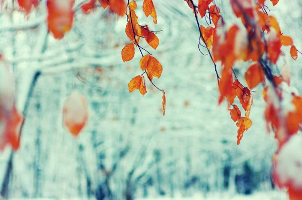 Folhas Amarelas Neve Final Outono Início Inverno Desfocado Natureza Fundo — Fotografia de Stock