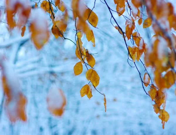 Folhas Amarelas Neve Final Outono Início Inverno Desfocado Natureza Fundo — Fotografia de Stock