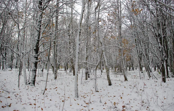 Bäume Winter Mit Schnee Bedeckt — Stockfoto