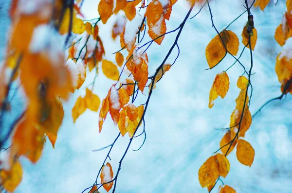Żółte Liście Śniegu Późna Jesień Wczesna Zima Zamazane Tło Natury — Zdjęcie stockowe
