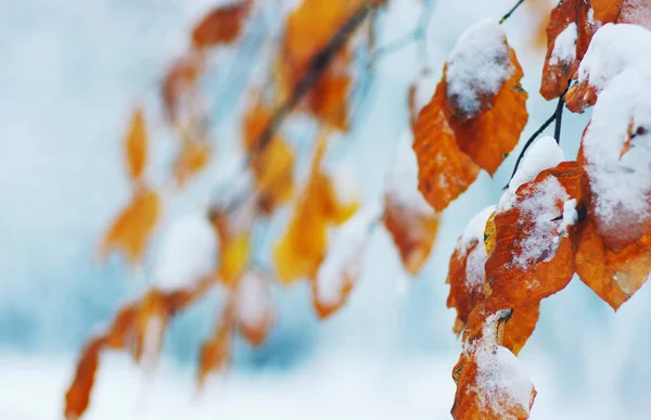 Κίτρινα Φύλλα Στο Χιόνι Αργά Φθινόπωρο Και Νωρίς Χειμώνα Θολή — Φωτογραφία Αρχείου