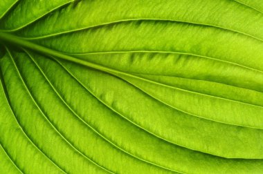 Yeşil yapraklar arka plan. Yaprak dokusu