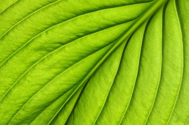 Yeşil yapraklar arka plan. Yaprak dokusu