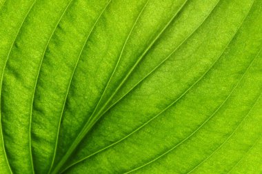 Yeşil yapraklar arka plan. Yaprak dokusu