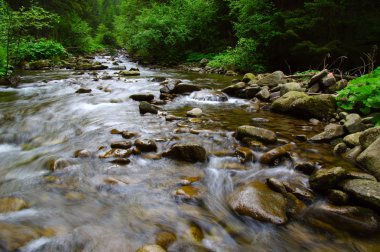 Dağ nehri yeşil ormandan akıyor. Ormanda akarsu.