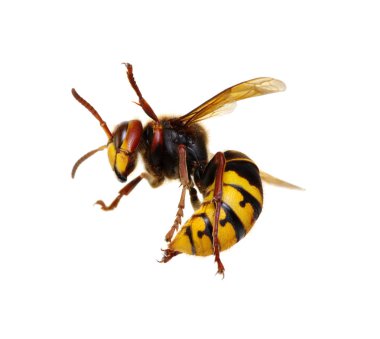 Beyaz izole hornet