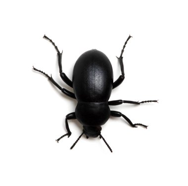 Siyah böcek beyaz üzerine izole edilmiş. 