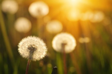 Karahindiba tarlada güneşte