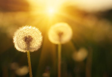 Karahindiba tarlada güneşte