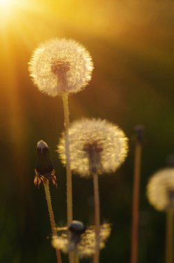 Karahindiba tarlada güneşte