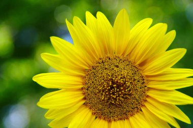 Yeşil arkaplanda ayçiçeğini kapat