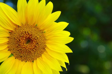 Yeşil arkaplanda ayçiçeğini kapat