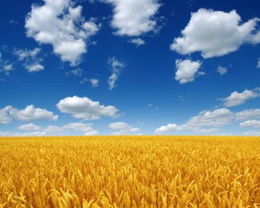 Beyaz bulutlu buğday tarlası ve gökyüzü