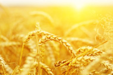 Buğday portre. Buğday alan tarih Pzr. Kulakları buğday olgunlaşma, arka plan.