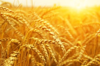 Buğday portre. Buğday alan tarih Pzr. Hasat ve gıda kavramı