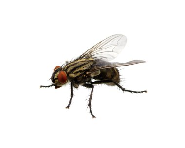 Bir beyaz üzerinde tek başına sinek