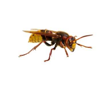 Beyaz izole hornet