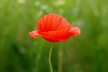 alan üzerinde vahşi haşhaş çiçek 