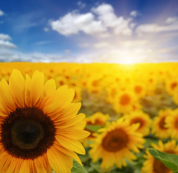 Feld Aus Sonnenblumen Und Sonne — Stockfoto