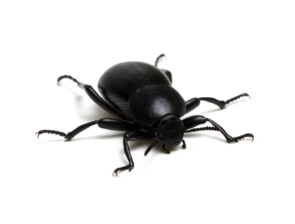 Escarabajo Negro Aislado Blanco — Foto de Stock