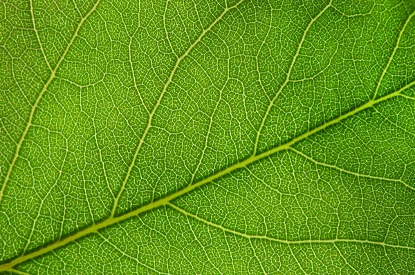 緑の葉の背景 葉の質感 — ストック写真