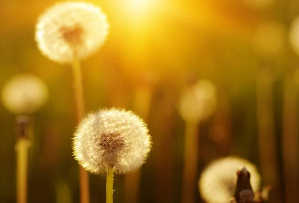 Denti Leone Sole Sul Campo — Foto Stock