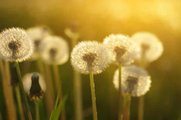 Denti Leone Sole Sul Campo — Foto Stock