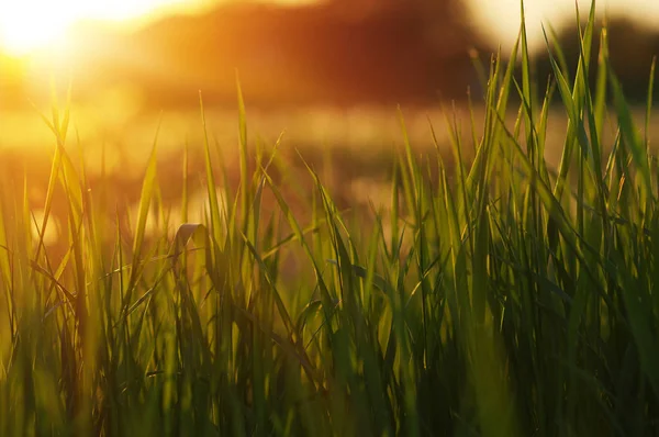 Zelená Tráva Pozadí Sluneční Paprsek Světlé Přírodní Bokeh Měkké Zaostření — Stock fotografie