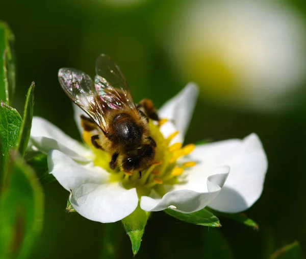 Bee on the flower. Bee at work