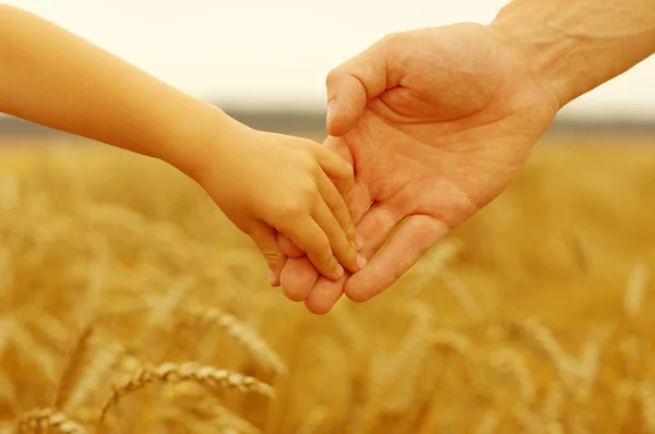 Mãos Pai Filha Segurando Outro Campo Trigo — Fotografia de Stock