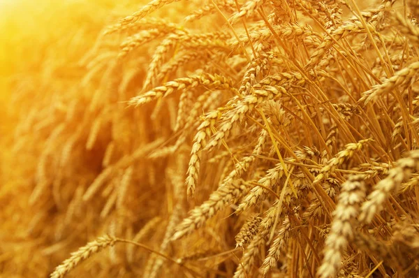 Primo Piano Grano Campo Grano Sul Sole Raccolta Concetto Cibo — Foto Stock