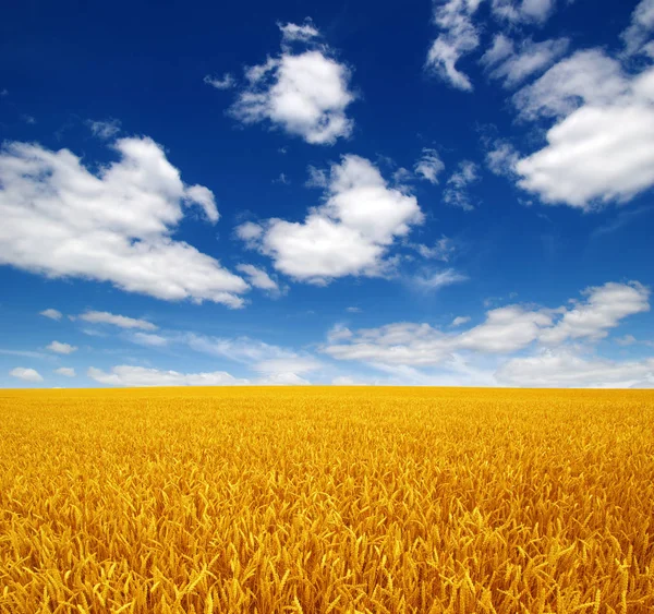 Beyaz Bulutlu Buğday Tarlası Gökyüzü — Stok fotoğraf