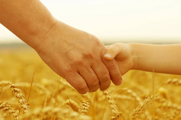 Руки Матері Дочки Тримаються Один Одного Пшеничному Полі — стокове фото