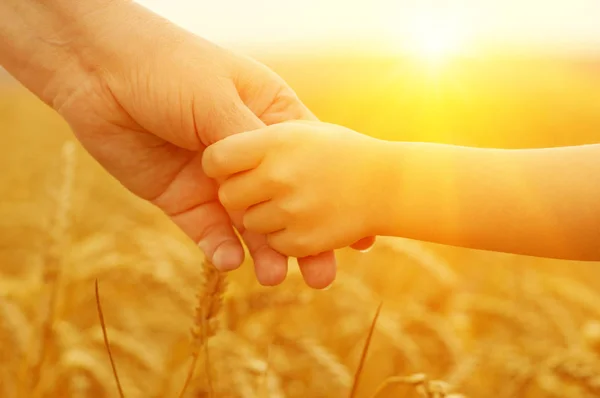 Handen Van Moeder Dochter Zon Houden Elkaar Tarweveld — Stockfoto