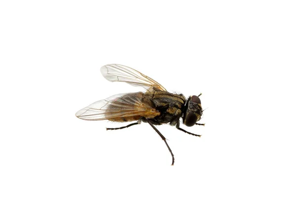 Mosca Aislada Sobre Blanco — Foto de Stock