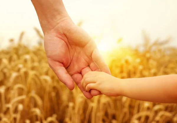 Hände Von Kind Und Vater Auf Weizenfeld — Stockfoto