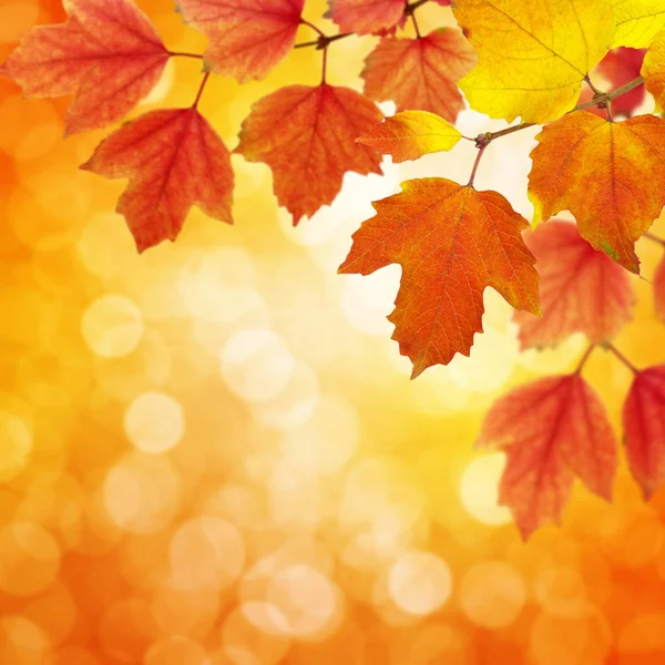Podzimní Listí Rozmazaném Pozadí — Stock fotografie
