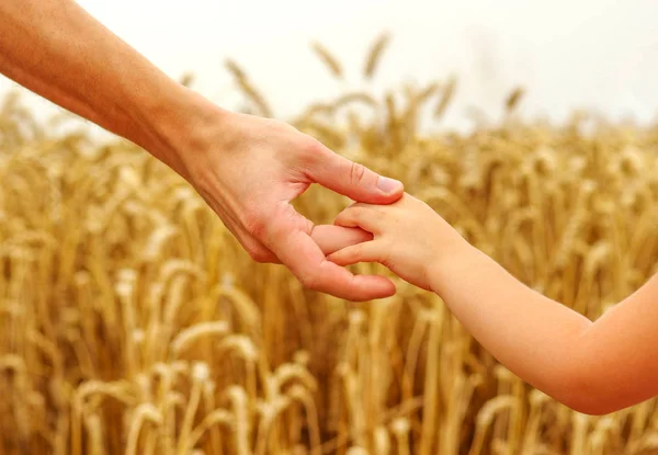 Hände Von Kind Und Vater Auf Weizenfeld — Stockfoto