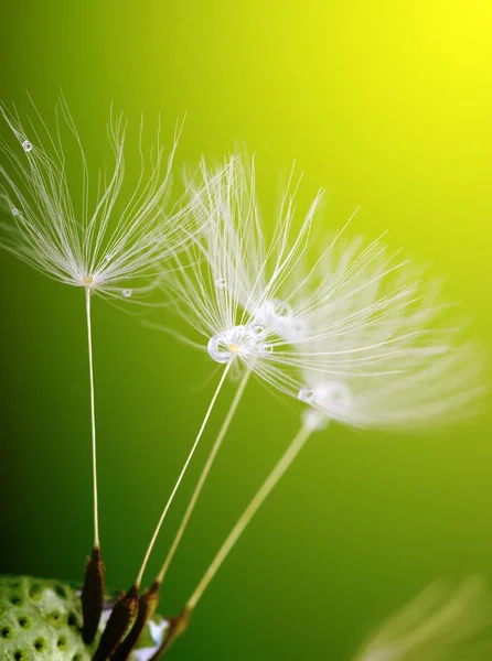 Bulanık Arkaplanda Karahindiba Çiçeği — Stok fotoğraf