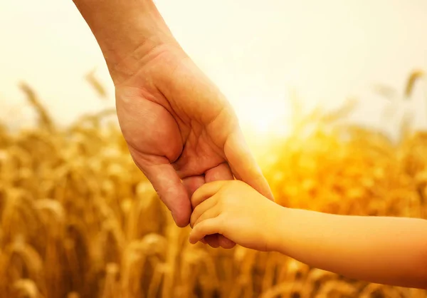 Händerna Barnet Och Fadern Vete Fält — Stockfoto