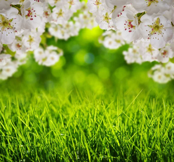 Spring Blossom Soft Blur Background Grass — Stock Photo, Image