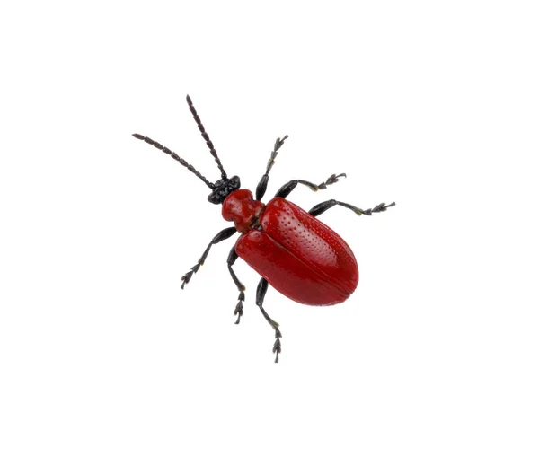 白い背景に赤い甲虫 — ストック写真